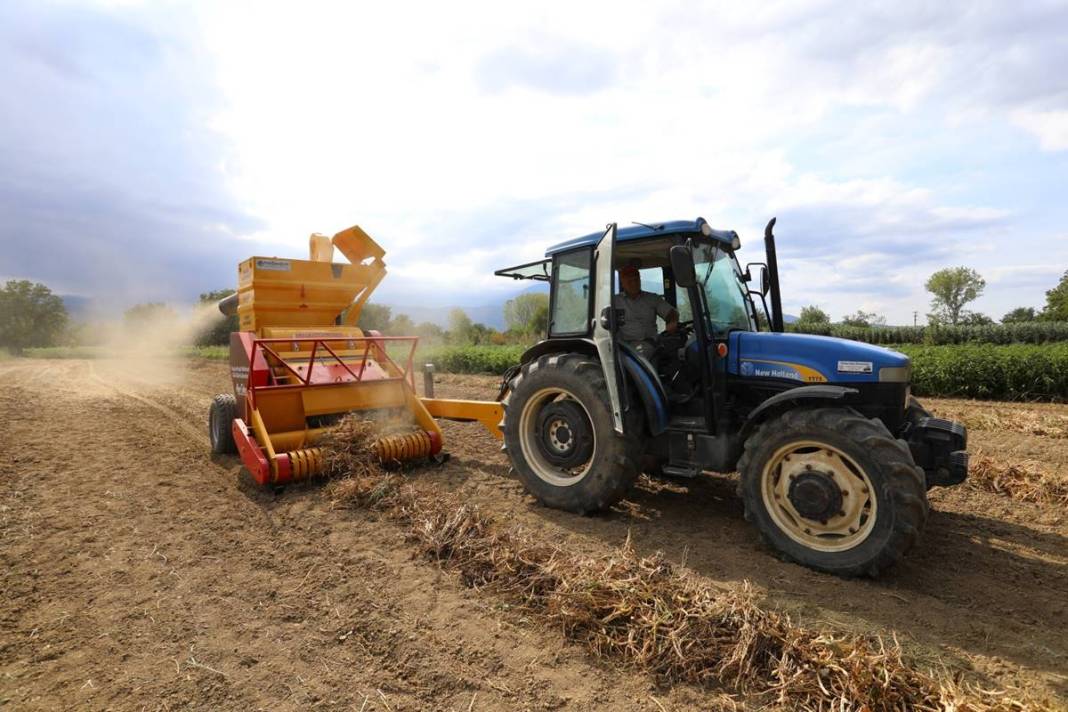 Coğrafi işaretli lezzet için hasat zamanı: Talep patlaması yaşanıyor! Belediye ücretsiz dağıttı 11